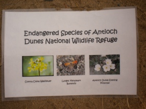 endangered dunes of antioch copy
